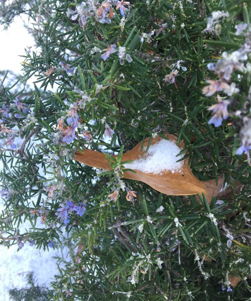 Blooming Rosemary in the Snow